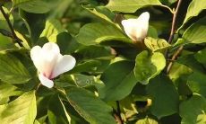 家中植物凋零暗示着什么？揭秘家中花卉凋谢之前的预兆和寓意