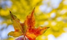 在前世修来的道路上，探究此世姻缘的起源：姻缘是前世修来的吗？