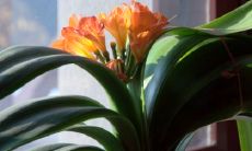 揉合财富象征的鲜花束（蕴含风水吉名的精选）