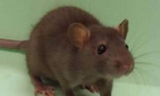 在梦中，获得到自我力量并消除恐惧的象征——梦见自己成功将老鼠击杀，而满身沾满鲜血的细节则代表着心理上的压力和挑战。探究“梦见死老鼠还有血是什么意思”的隐藏信息