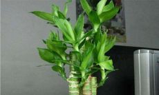 富贵竹应该养几棵招财（富贵竹养几颗才能招财）