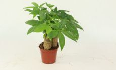 招财树插枝用新枝还是老枝（招财树有几种）