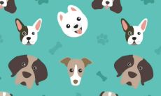 属猪人在虎年运气怎么样（属猪和虎今年会怎么样啊）