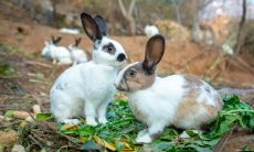 2023年属兔爱情（99年属兔三大灾难）