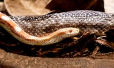 属牛和属蛇相配吗婚姻（属蛇男和属猴女相配吗）