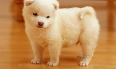 12生肖年份排名表（十二生肖属相查询表）