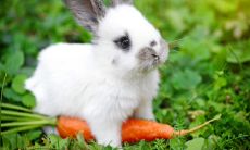 1987年属兔寿命（1987年属兔人最难熬年龄）