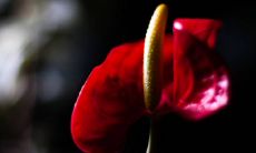 十年鸿运是什么意思（什么叫未来十年无大运）