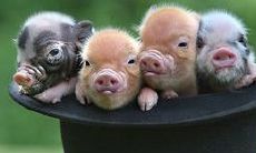 家里要有大属相（家里出那种大属相好）