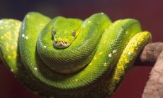 2023年属狗大爆发（属狗2023年三大喜事）