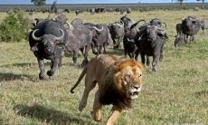 属牛今年犯太岁（85年的牛未来5年运势）