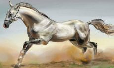 十二属相的婚姻状况（属马和属鸡的婚姻如何）