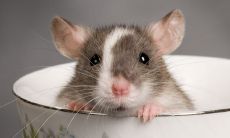 属马男人的弱点是什么（属马男人的软肋是什么）