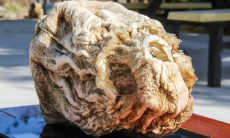 太岁为什么值钱（太岁是死人肉进化的）