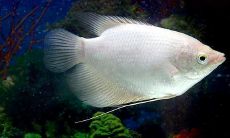 招财鱼入缸15天了这么还惊缸（招财鱼趴缸怎么办）