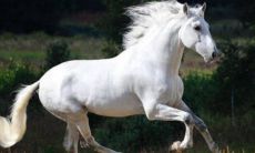 属马的32岁（属兔和什么属相最配）