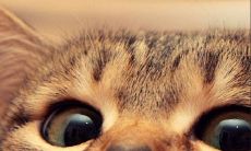 摩羯女和金牛座男配对吗（金牛男和摩羯女会走到最后吗）