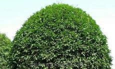 门口树木风水十大禁忌（门前六种树旺财三种大忌）