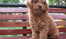 泰迪狗取名字带财运（泰迪狗取什么名字旺财）