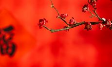 1962属虎的吉祥颜色（1962年属虎幸运数字和颜色）