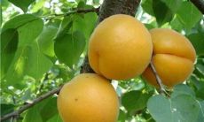 家门口有杏树（紫薇排盘算命）