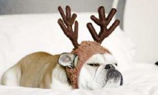 狗的敌人什么生肖（属狗女的一生克星是什么属相）