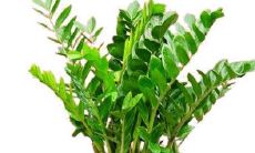 属蛇的植物盆栽（属蛇应该养什么植物）