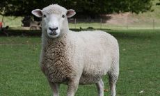 1991年属羊2023年全年运势头痛（属牛人命最苦是几月）