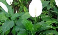 窗户放什么植物招财（家里放什么最招财）