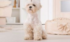 属狗的辰时出生好不好（属狗上等命出生时辰）