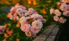 孕妇梦到亲人死了是什么征兆（孕妇梦到杀蛇是什么意思周公解梦）