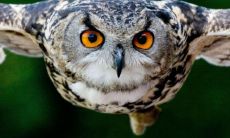 梦见猫头鹰的眼睛看着我（梦见猫头鹰看着自己）