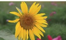 财运好的名字女孩（寓意招财运的名字大全女）