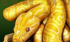 梦见被蛇把脚咬了（梦见蛇缠脚但没咬我）