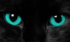 家里晚上猫叫有什么预兆（晚上总是有猫叫什么预兆）