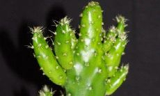 招财手植物长什么样（植物招财手是什么样子的）