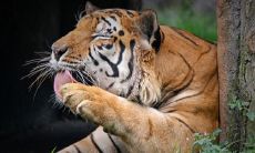 属虎的女人个性（属虎男和什么属相最配）