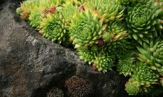 多肉植物招财手（招财手仙人掌怎么扦插）