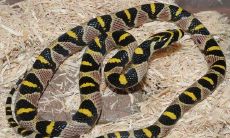 怀孕的人梦见自己被蛇咬了是什么意思（孕妇梦到被小蛇咬）