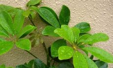 招财树跟鸭脚木一样吗（鸭掌木是招财树吗）