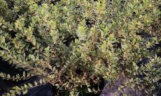 大花六道木冬天落叶吗（佛祖灵签解签大全28）