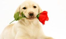 属牛对属狗的好不好（属狗的和属牛的配吗）