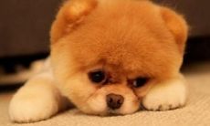 27岁属狗的（为什么属狗的命不好）