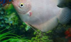 招财鱼养哪个品种好（招财鱼不想养了放哪里好呢）