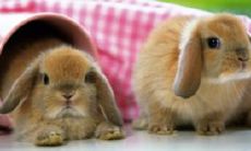 属兔的是哪一年生的人（属兔的是哪年出生的）