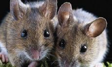 财运暴涨的生肖排行（十二生肖财运最好排名）