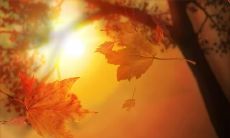 如何查询自己的日柱（查自己的日柱）