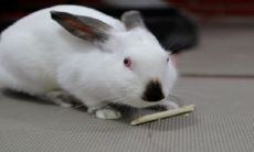 属兔的人跟属兔的结婚好吗（属兔的人一生感情运势如何）