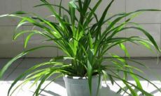 属牛的人应该养什么花（属猪的养什么花旺财）