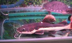 什么样的招财鱼最好（招财鱼有几种颜色）